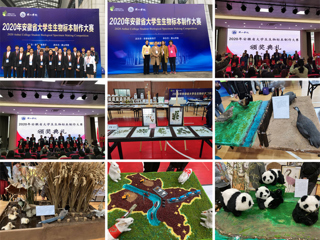 365官网学生在安徽省大学生生物标本制作大赛中再创佳绩